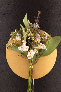 Florales Schmuckelement Eukalyptus